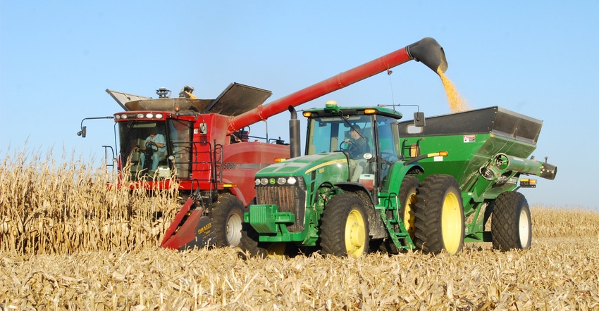 Grain auger and grain cart in cornfield