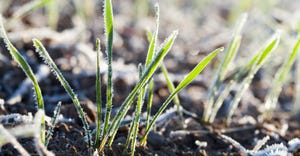 Frost covered young wheat plants