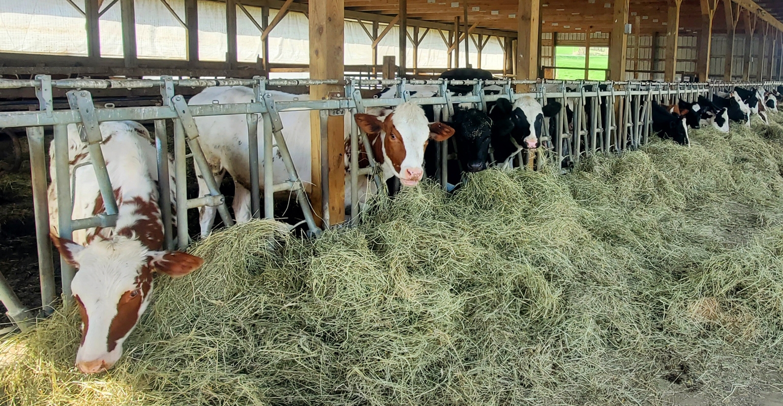 Advice on feeding suckler cows at different stages of production - Farmers  Weekly