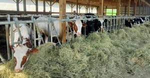Cows at the feed bunk at Eltimar Farm in Marathon, N.Y. 