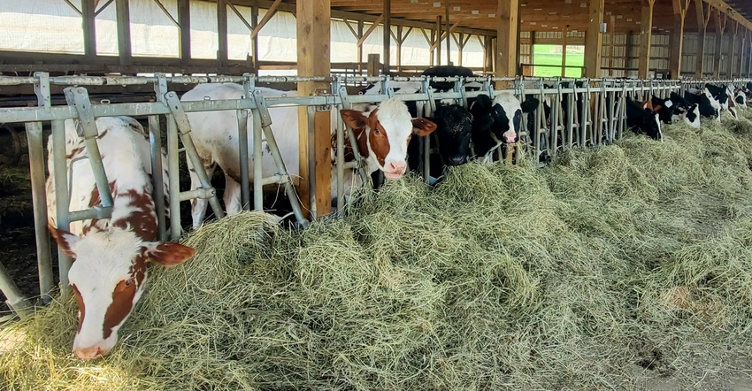 Cows at the feed bunk at Eltimar Farm in Marathon, N.Y. 