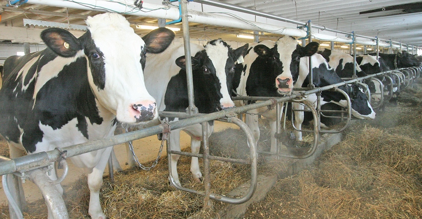 Holsteins feeding