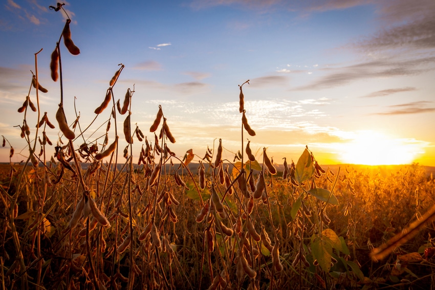 soybean pods in a field at sunset
