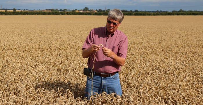 Phil Needham inspecting winter wheat