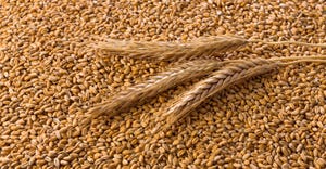 Three heads of wheat on pile of wheat kernels