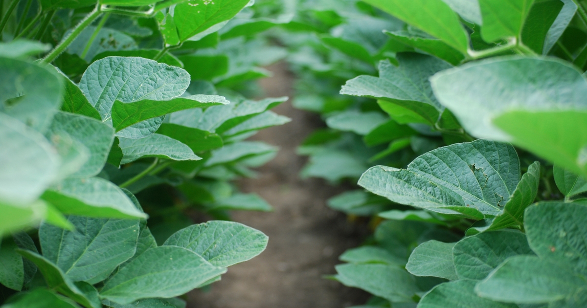 5 considerations for soybeans after soybeans