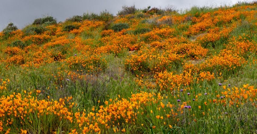 Flowering plants in field Flowering plants in field