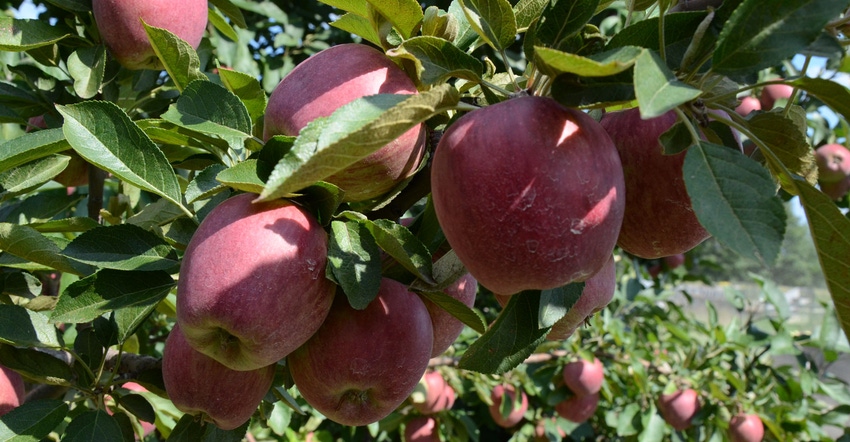 Close up of apples in orchard