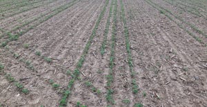young soybean plants emerging in field