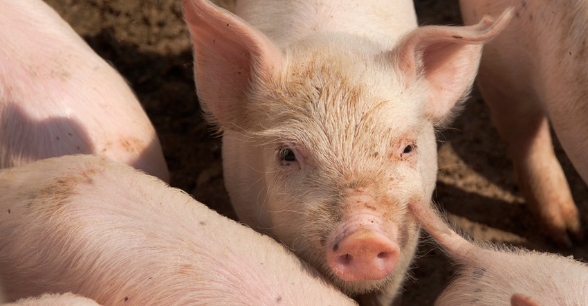 piglets piglets