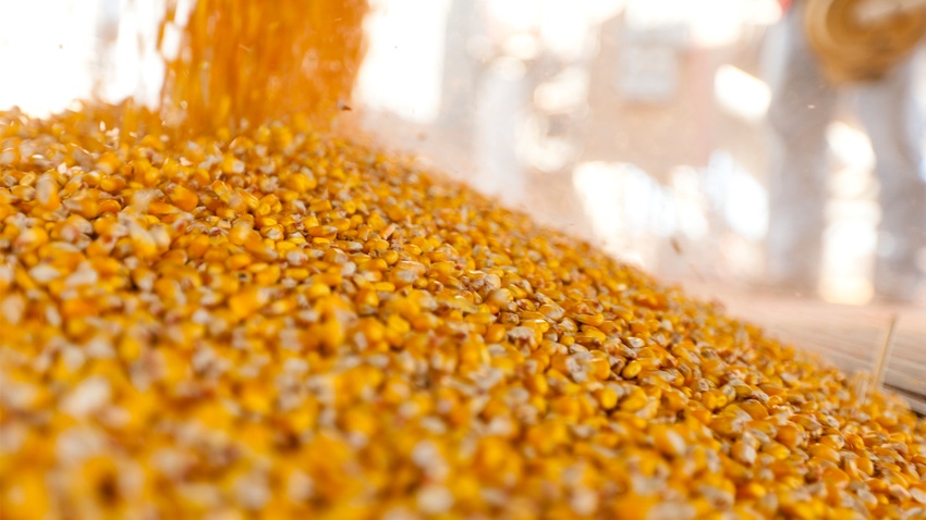 corn being poured into bin