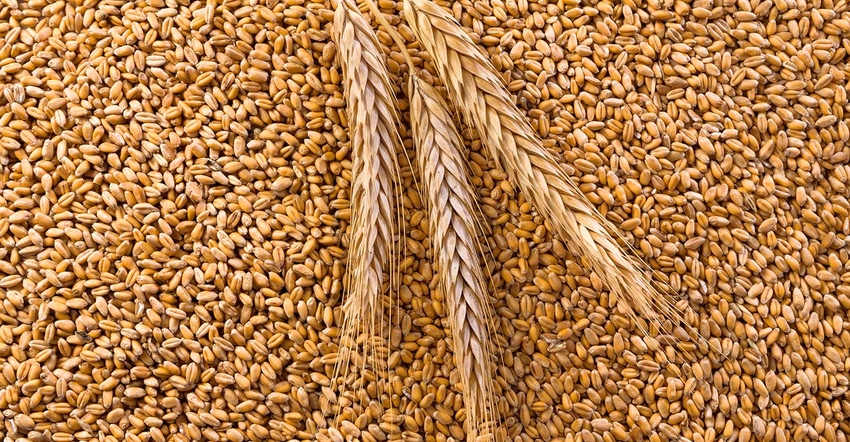 Wheat kernels with three heads of wheat.