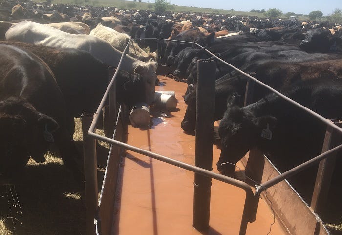 Steers drinking from moveable tank.