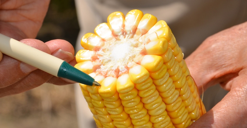 pen pointing to corn kernels