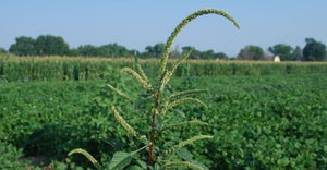 A Palmer amaranth weed continues to tower over a field of soybeans