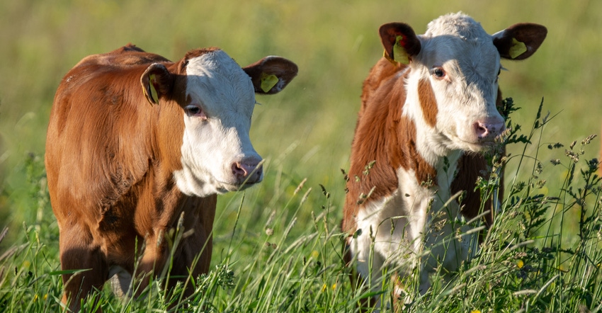 Close up of two young calf's standing in a green pasture Close up of two young calf's standing in a green pasture