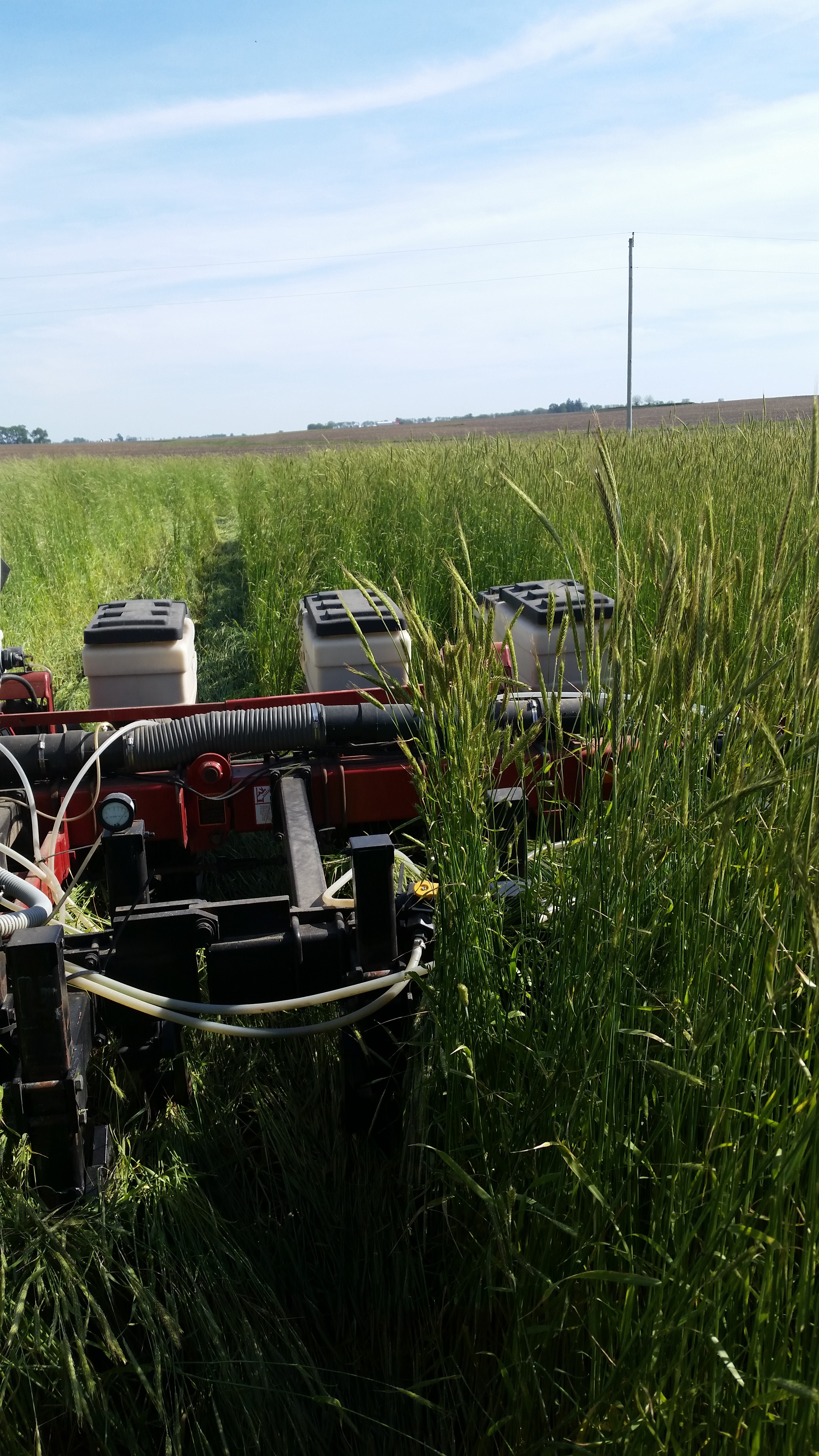 Double Check Herbicide Labels If Planning To Graze Cover Crops - Practical  Farmers of Iowa