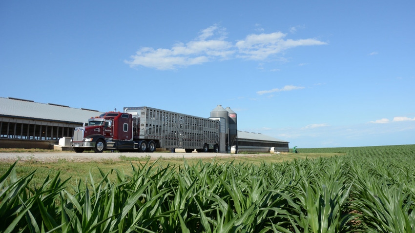 Semitrailer at hog operation with corn in the foreground