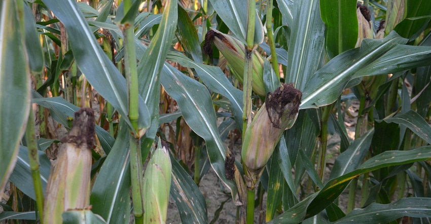 corn reaching the black layer, mature stage