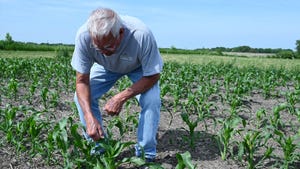 Dan Dennison, of Knoxville, checks for a tassel on the early sweet corn