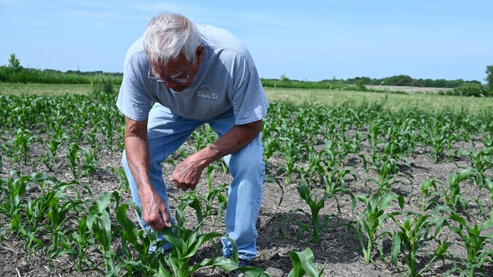 Dan Dennison, of Knoxville, checks for a tassel on the early sweet corn Dan Dennison, of Knoxville, checks for a tassel on the early sweet corn