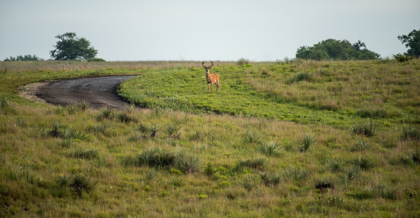 Single deer shown on rural property near road edge
