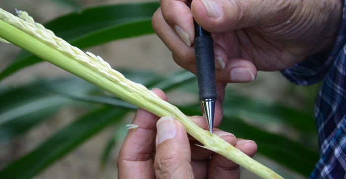 corn tassel tucked inside a piece stalk being teased out with a pen