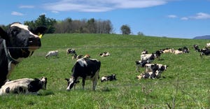 Dairy cows on pasture at Elysian Fields in Shoreham, Vt.