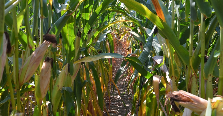 nitrogen deficiency symptoms in corn