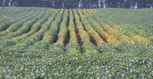 soybean field with pale plants with soybean cyst nematode