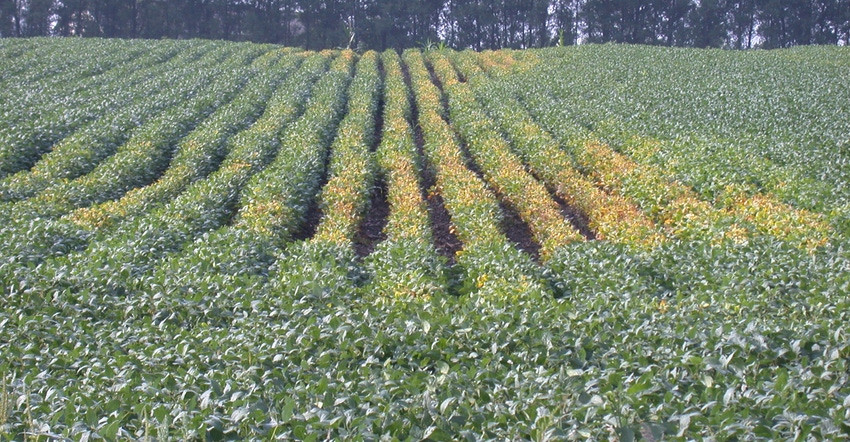 soybean field with pale plants with soybean cyst nematode
