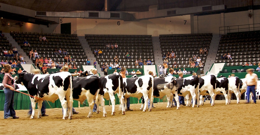 young adults showing dairy cows at state fair