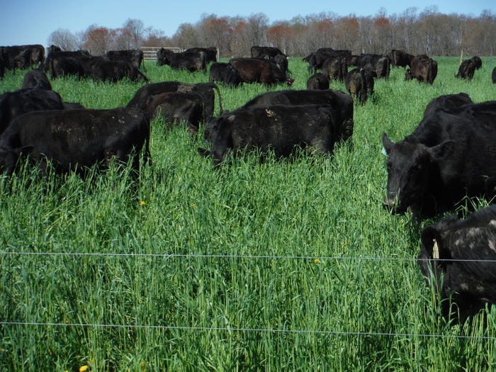 Wilson’s cattle graze in a paddock of lush green grass