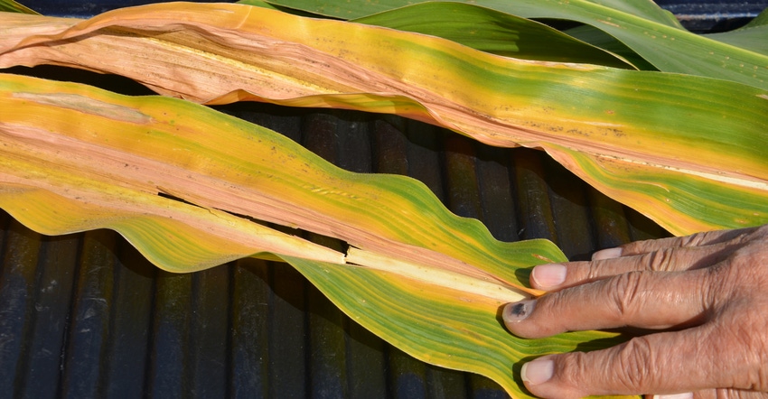 Corn leaves showing signs of nitrogen deficiency, sulfur deficiency, potassium deficiency and gray leaf spot