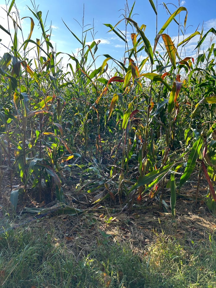 corn damaged by deer