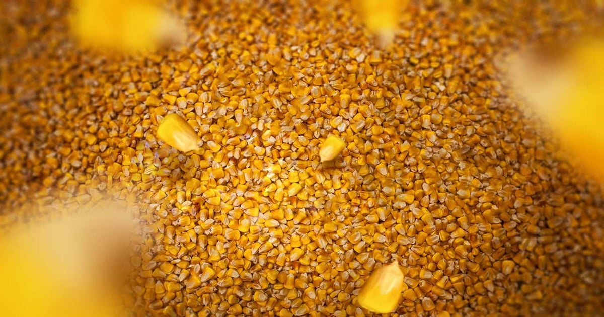 Crop shock: December corn futures down 21% over last 7 sessions