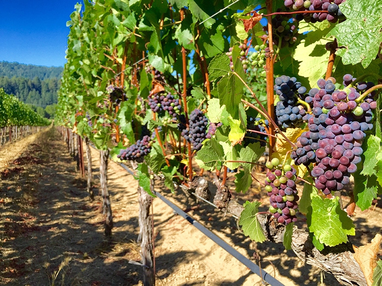 GL0808-courtesy-veraison_BT_Edits.jpg GL0808-courtesy-veraison_BT_Edits.jpg
