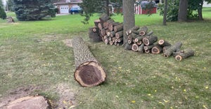 parts of a black walnut tree lay on the ground cut into pieces