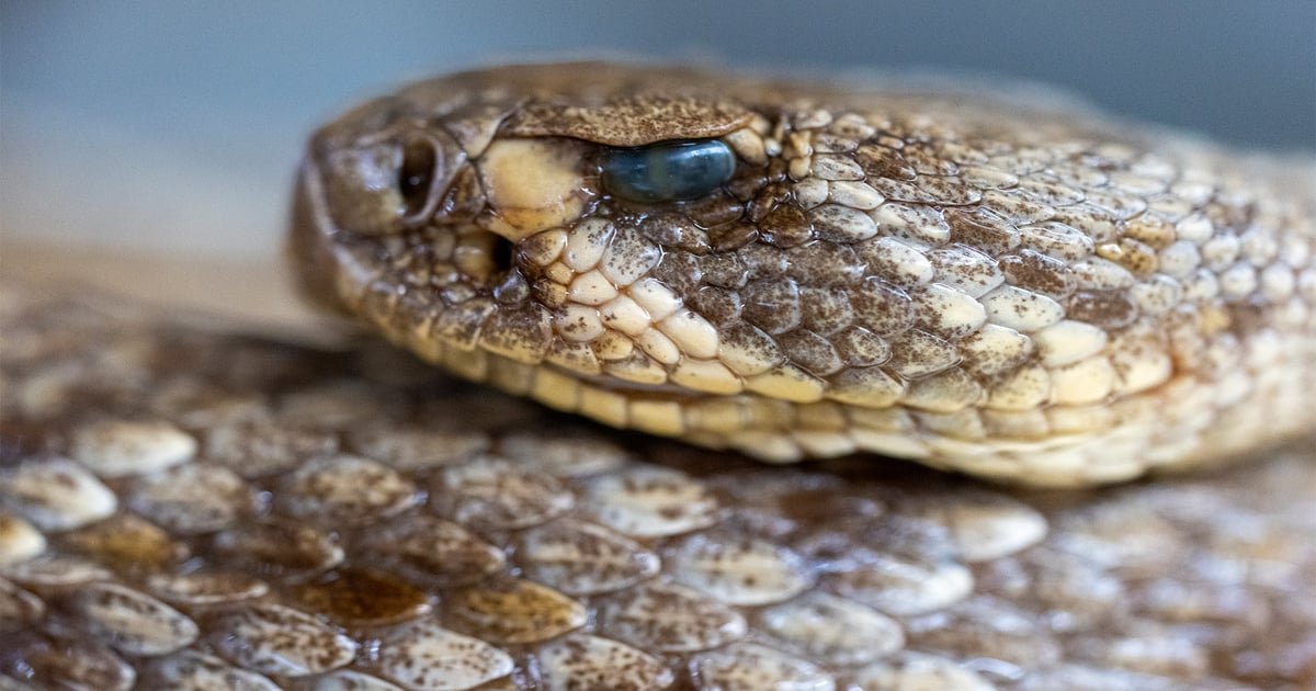 5 ways to protect yourself from snakes this spring