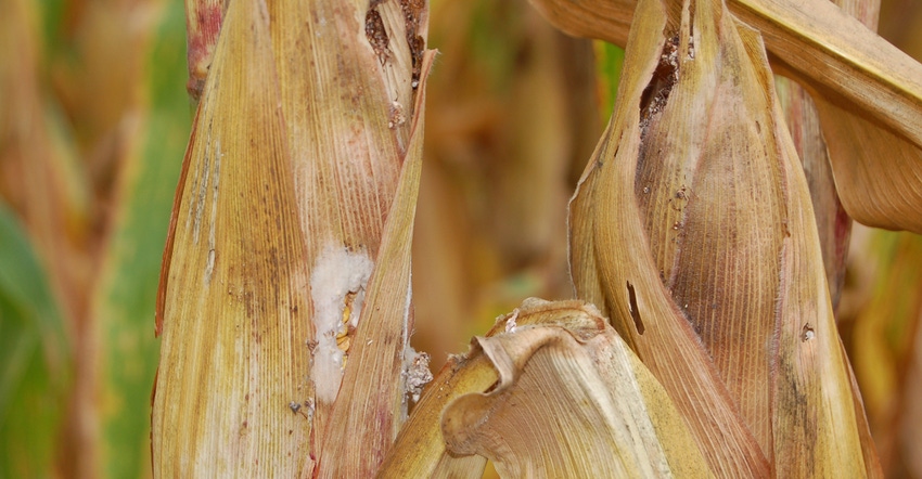 ears of corn showing western bean cutworm feeding damage