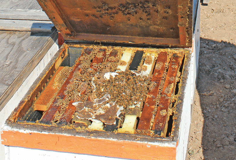 Link between ag pesticides, bee losses still unclear
