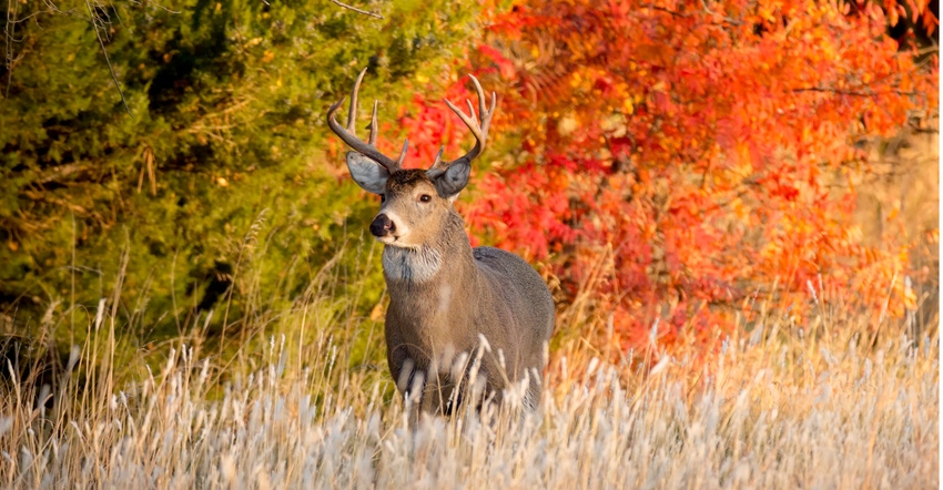 Whitetail buck