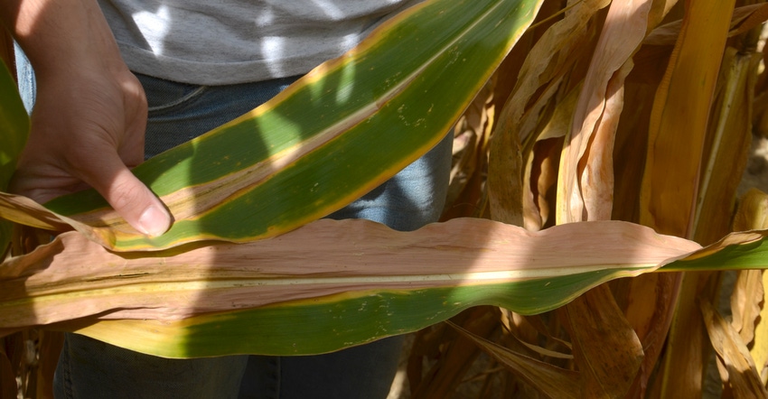 Nutrient deficiencies shown on corn leaves