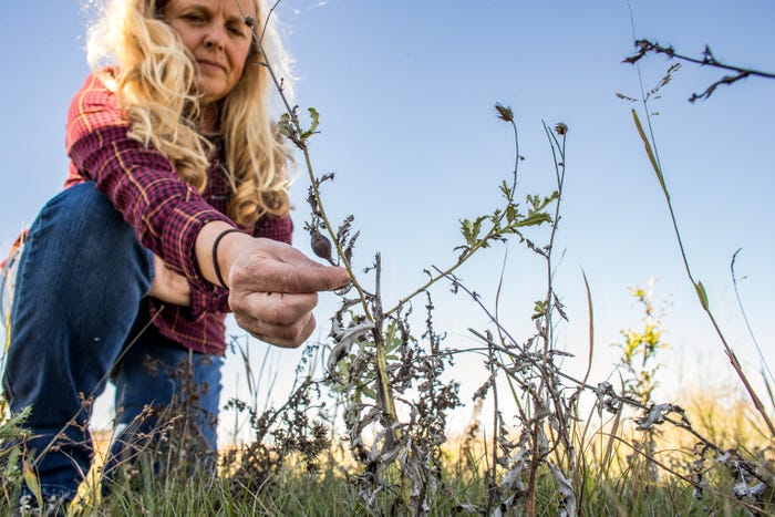 Ground level view of Candice Lockner reaching for a dying thistle plant