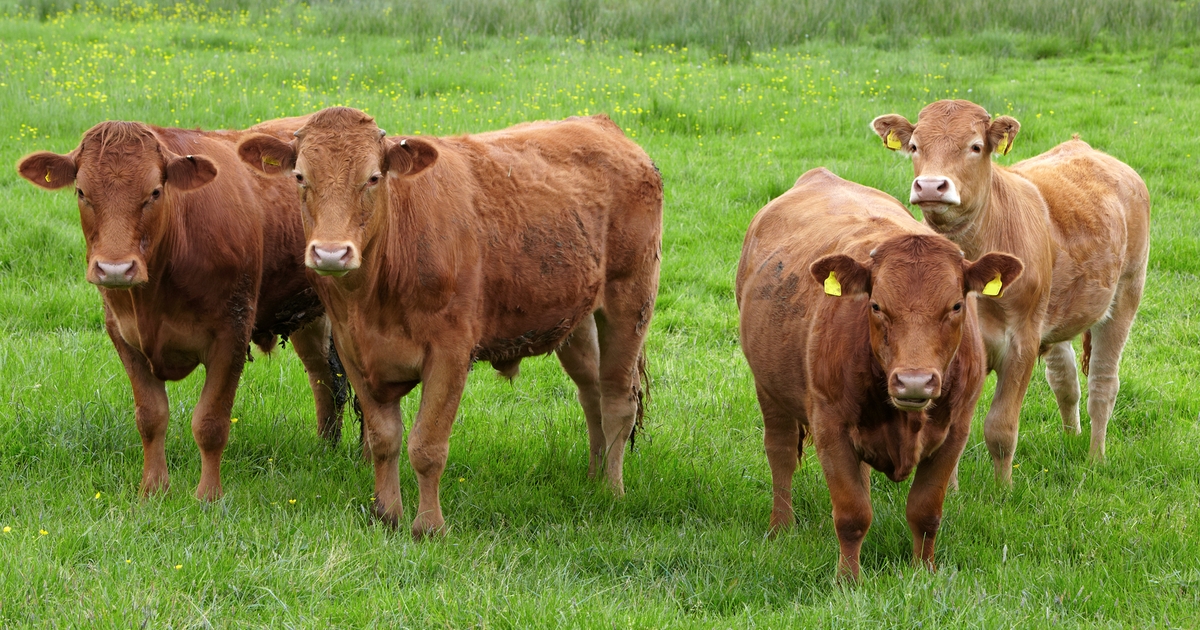 Sustainable cattle feeding project set for North Dakota