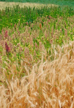 Wheat and quinoa plants in Washington State University test plot