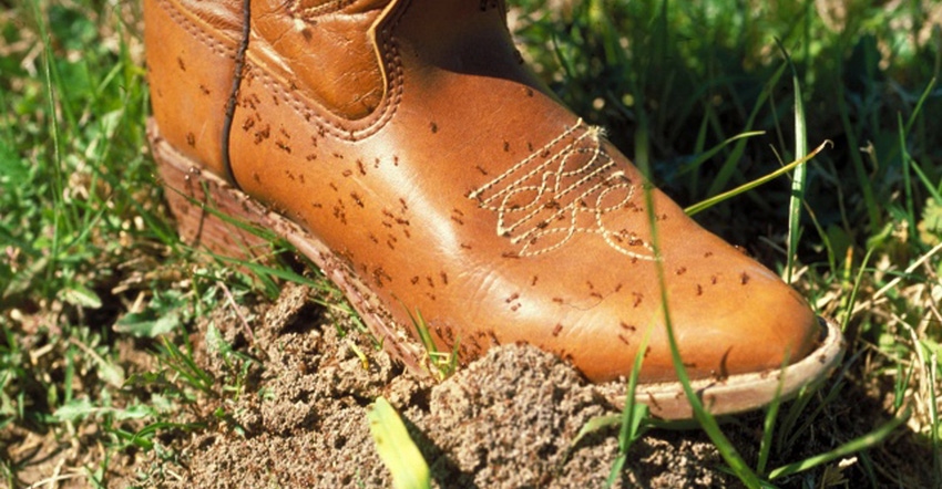 extension-fire-ants-boot.jpg