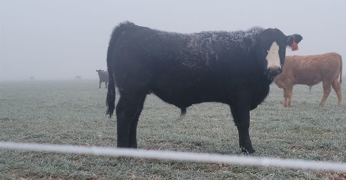 swfp-shelley-huguley-livestock-freeze.jpg