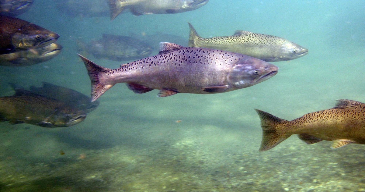 NorCal farmers step up for fish