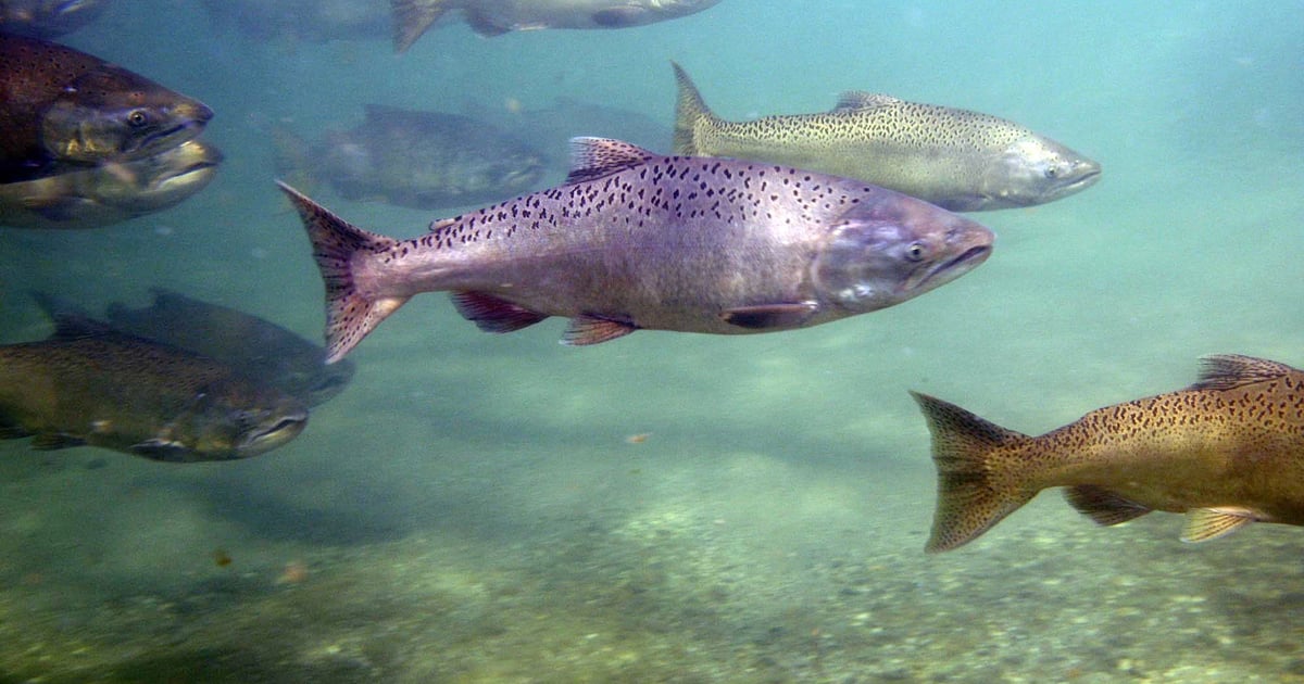 NorCal farmers step up for fish
